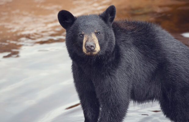 Asheville Area Focus: WNC Nature Center