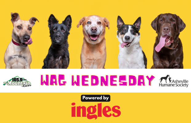 Wag Wednesday, powered by Ingles